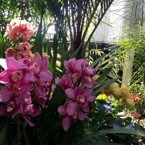Orchid Show 1