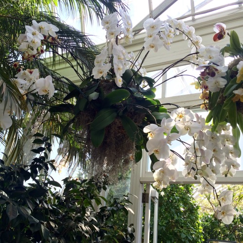 Orchid Show 2