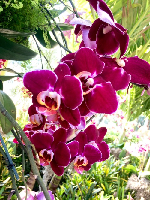 Orchid Show 4